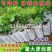 无纺布育苗袋11Ⅹ1210万个