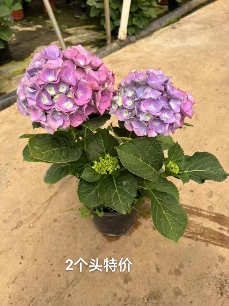 2个头绣球，基地直发实拍图特价一箱20装，货不多先拍先得