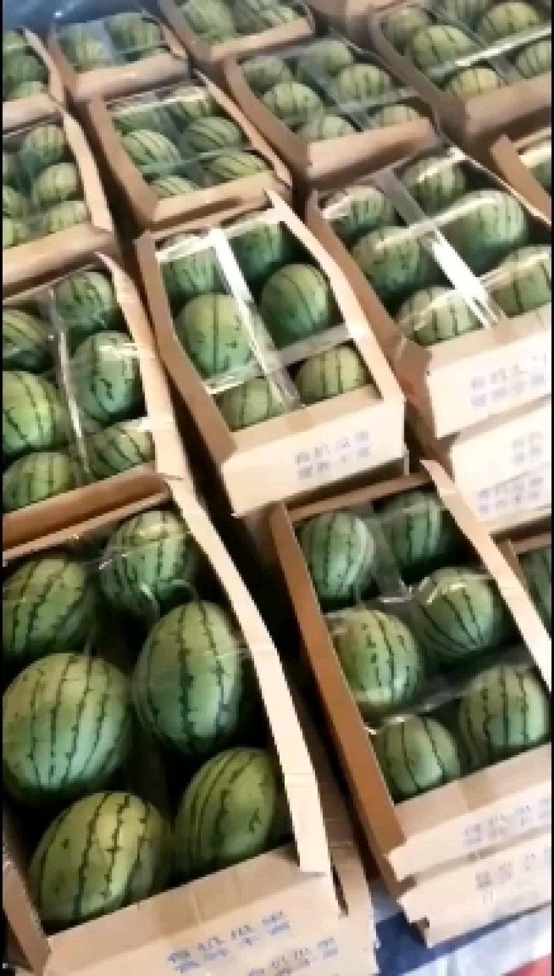 早春红玉红，红口口脆，场地直销量大从优