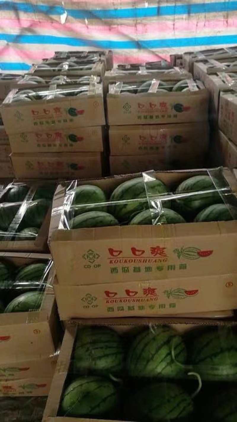 早春红玉红，红口口脆，场地直销量大从优