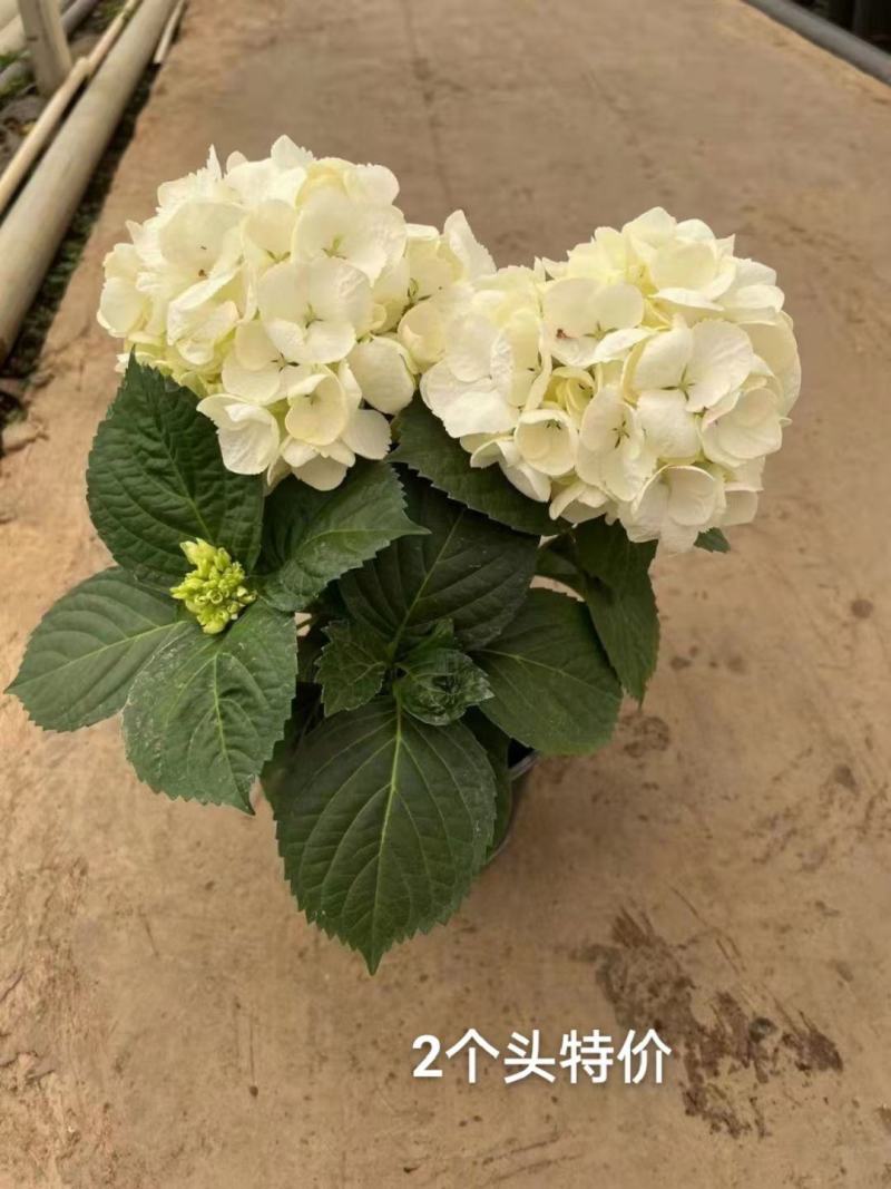 2个头绣球，基地直发实拍图特价一箱20装，货不多先拍先得