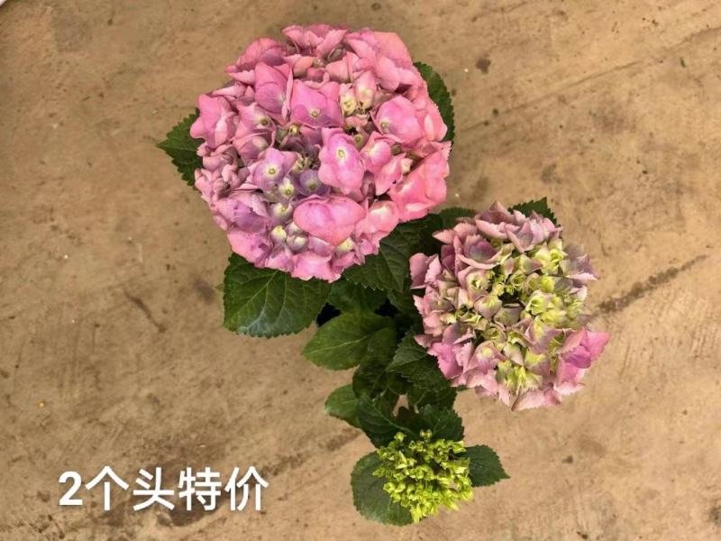 2个头绣球，基地直发实拍图特价一箱20装，货不多先拍先得