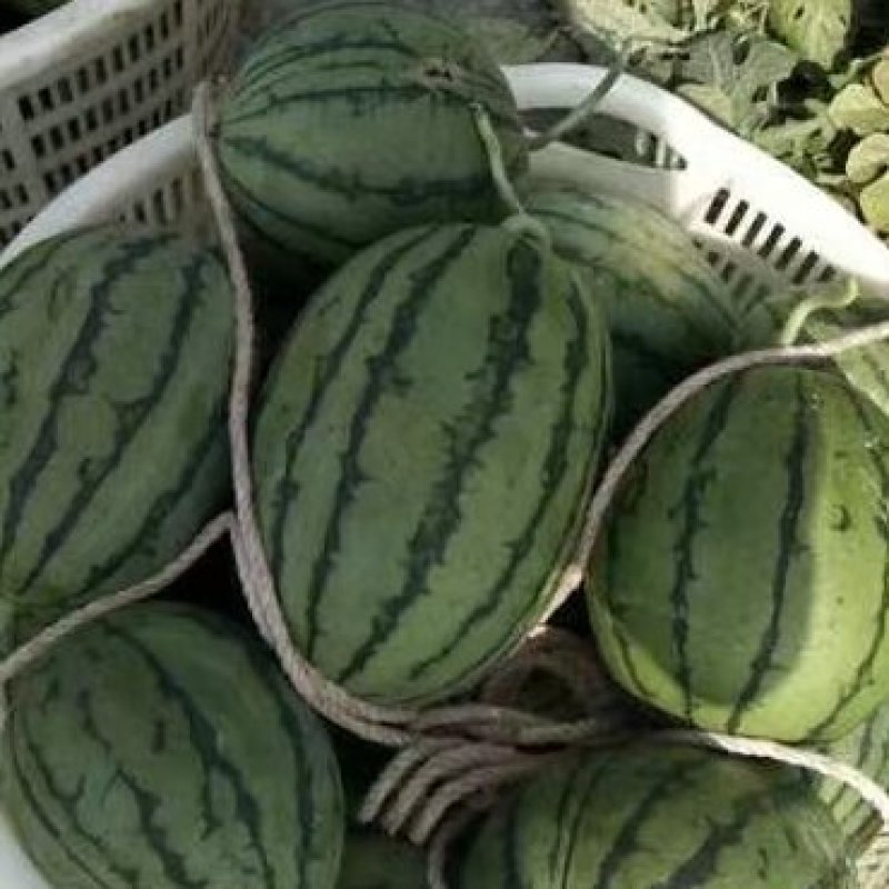 早春红玉，口口脆口口脆产地直销量大从优