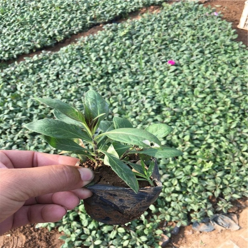 大花福禄考，一手货源，基地直发，大量供应