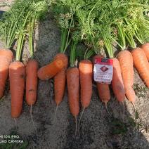 内蒙古新鲜沙地精品胡萝卜大量上市，（市场，超市，电商）