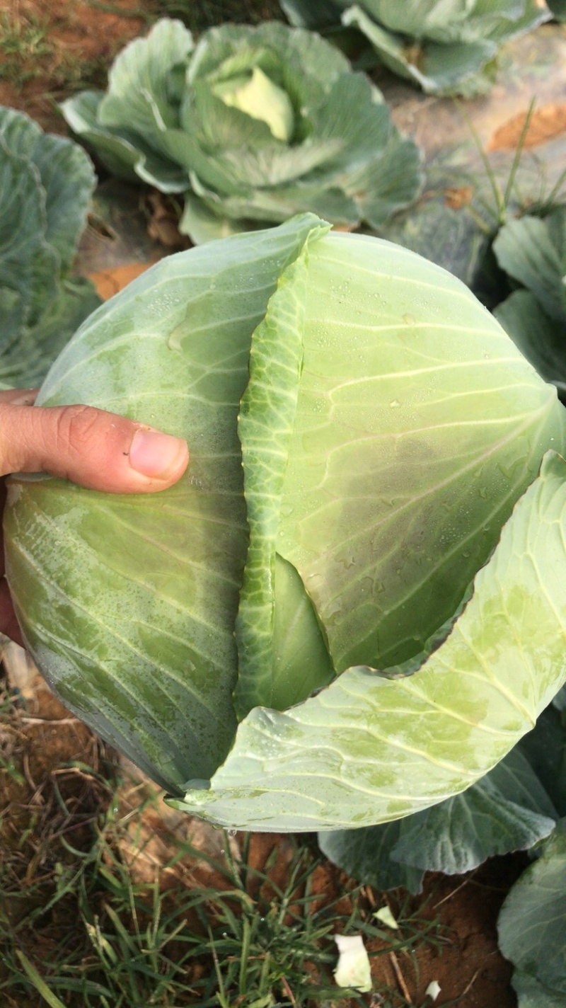 广西铁头圆包质量很好价钱便宜，质量保证。