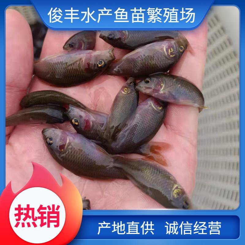 广西正宗禾花鲤鱼苗.水花鱼苗，全国供应，场地直供生长速快