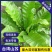 山苏菜台湾山苏野菜基地现摘速寄酒店特色菜