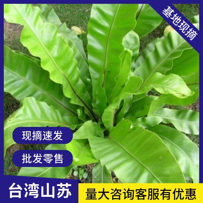 山苏菜台湾山苏野菜基地现摘速寄酒店特色菜