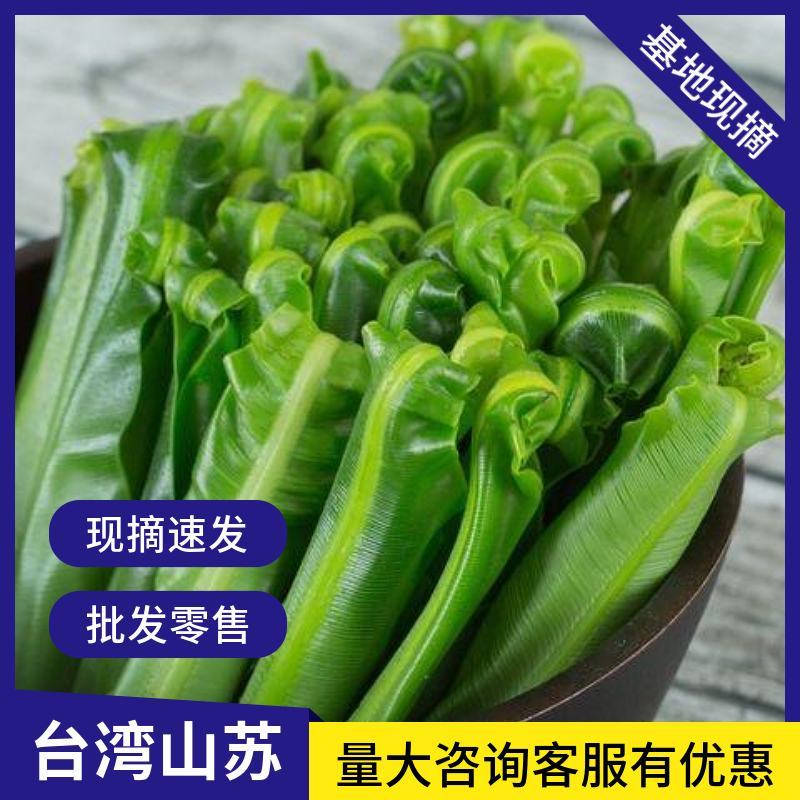 山苏菜台湾山苏野菜基地现摘速寄酒店特色菜