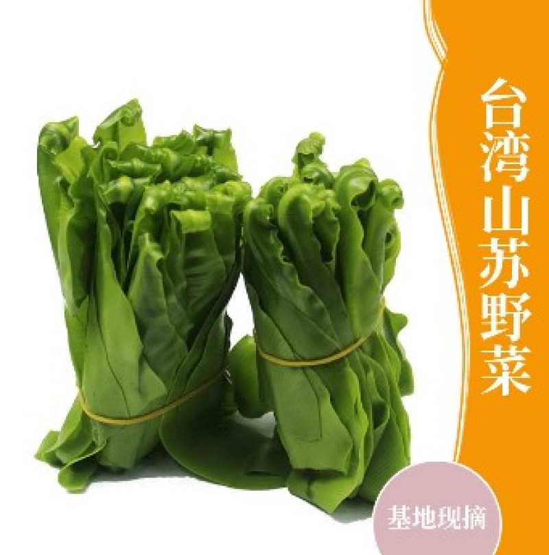 山苏菜台湾山苏野菜基地现摘速寄酒店特色菜