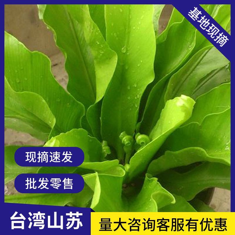 山苏菜台湾山苏野菜基地现摘速寄酒店特色菜