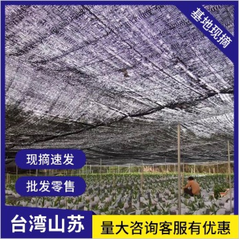 山苏菜台湾山苏野菜基地现摘速寄酒店特色菜