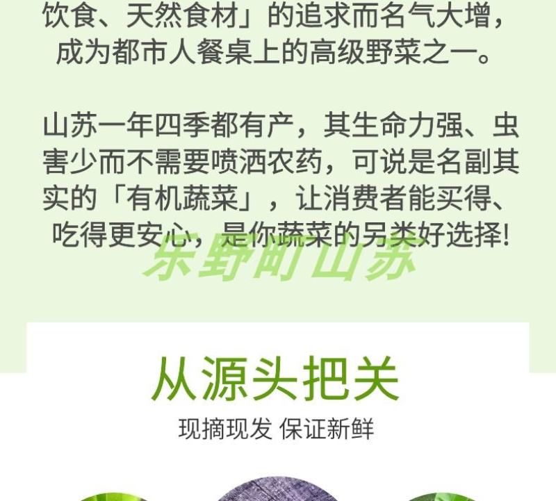 山苏菜台湾山苏野菜基地现摘速寄酒店特色菜