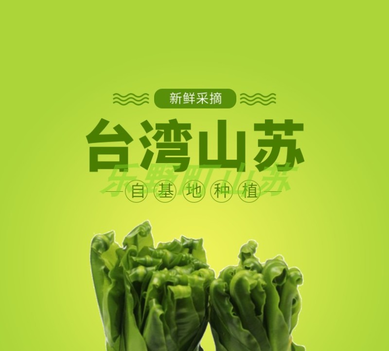 山苏菜台湾山苏野菜基地现摘速寄酒店特色菜
