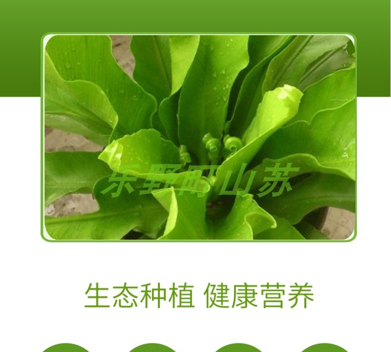 山苏菜台湾山苏野菜基地现摘速寄酒店特色菜