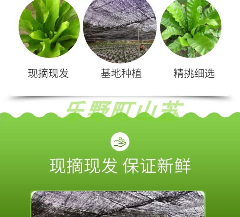 山苏菜台湾山苏野菜基地现摘速寄酒店特色菜