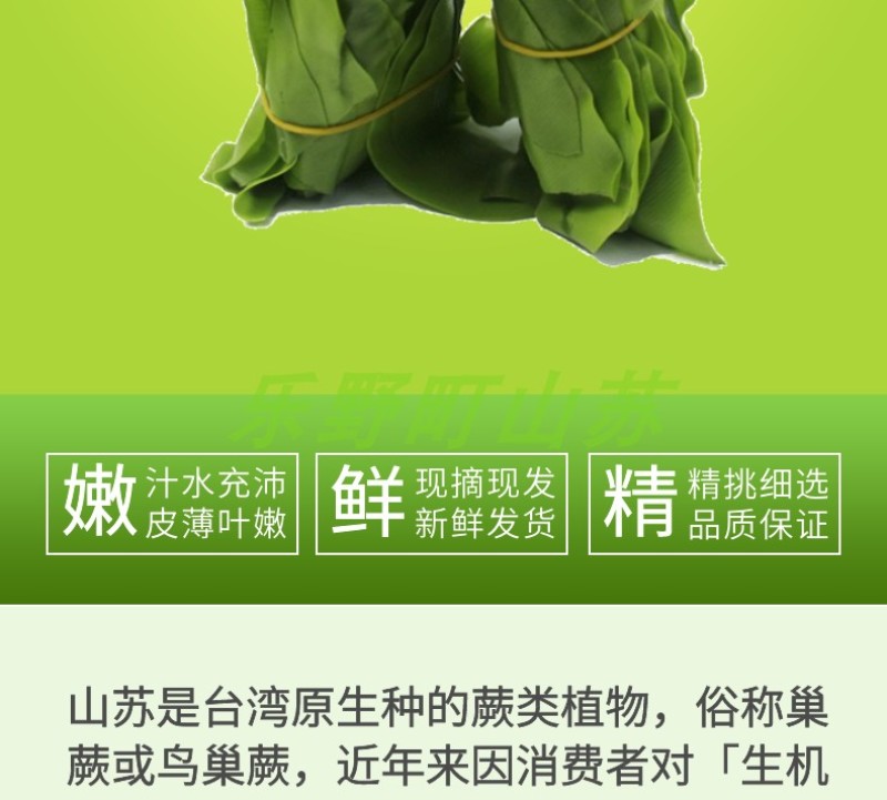 山苏菜台湾山苏野菜基地现摘速寄酒店特色菜