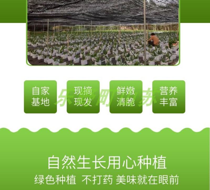 山苏菜台湾山苏野菜基地现摘速寄酒店特色菜