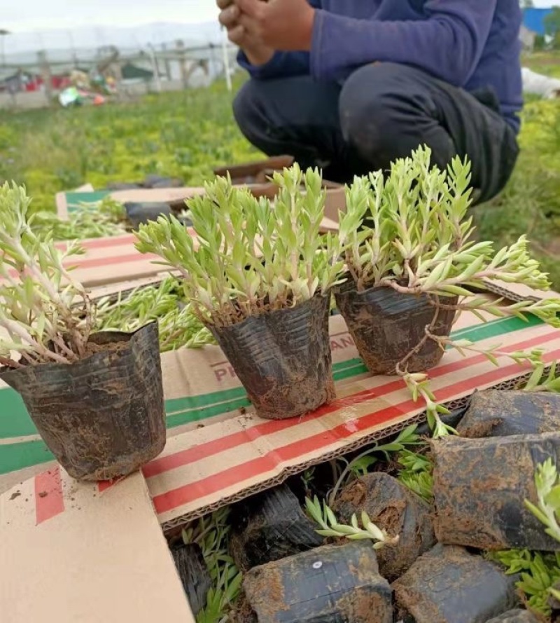 卧茎景天，一手货源，基地直销，大量供应100万盆