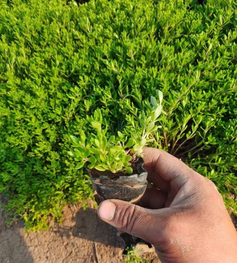 垂盆草，一手货源，基地直发，大量供应100万盆