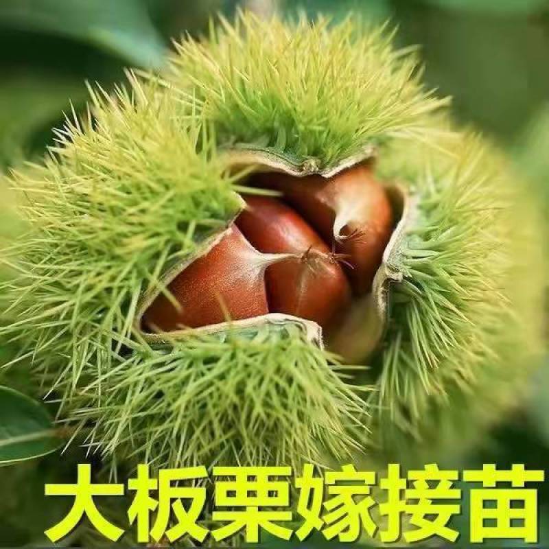 基地直发，南北方适合种植，现挖现发，保湿发货。