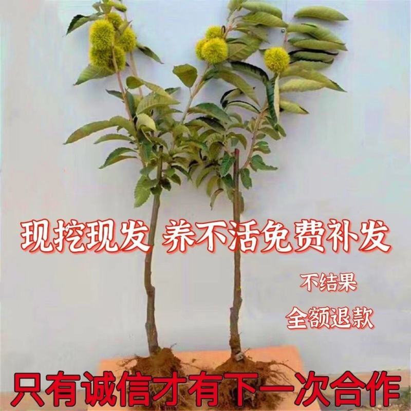 基地直发，南北方适合种植，现挖现发，保湿发货。