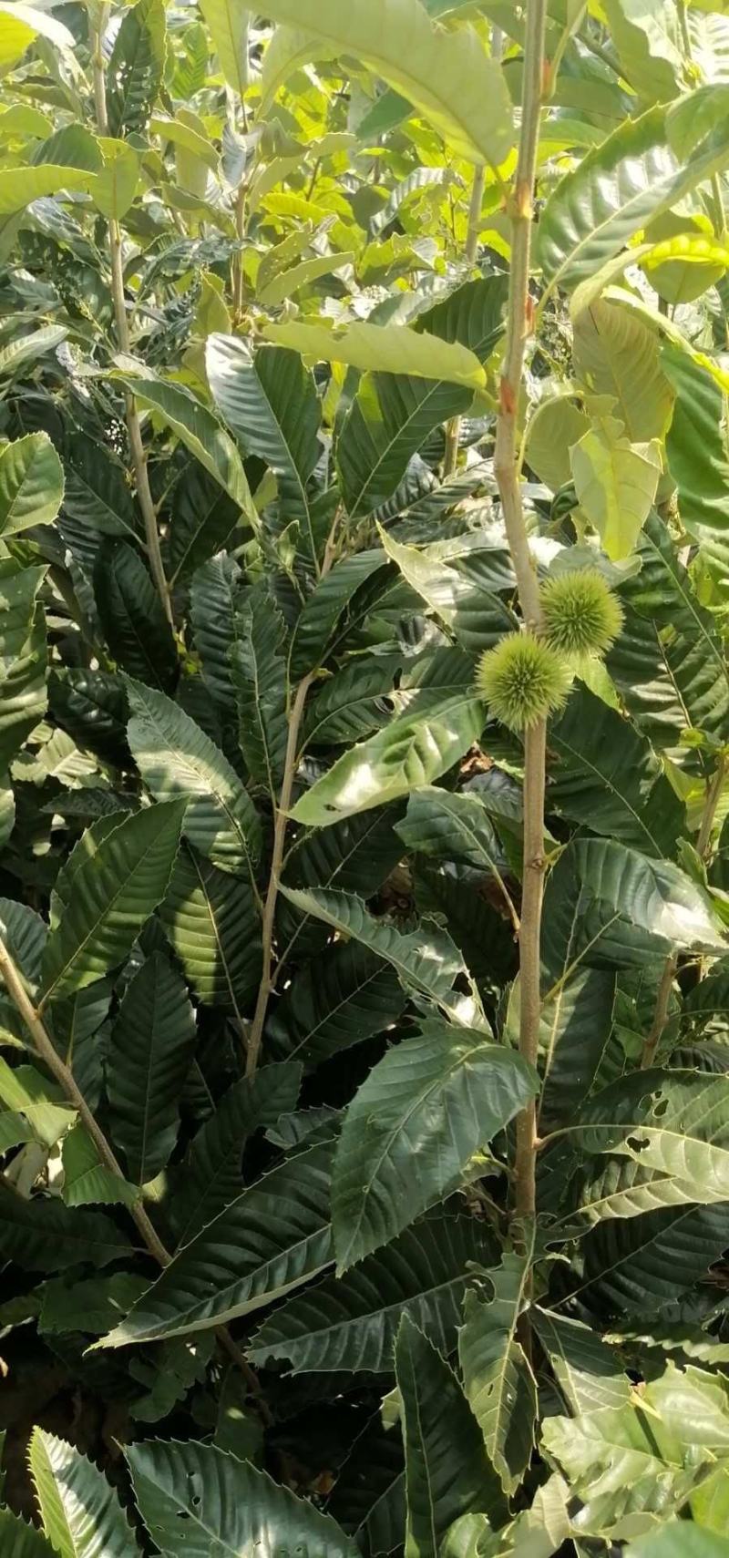 基地直发，南北方适合种植，现挖现发，保湿发货。