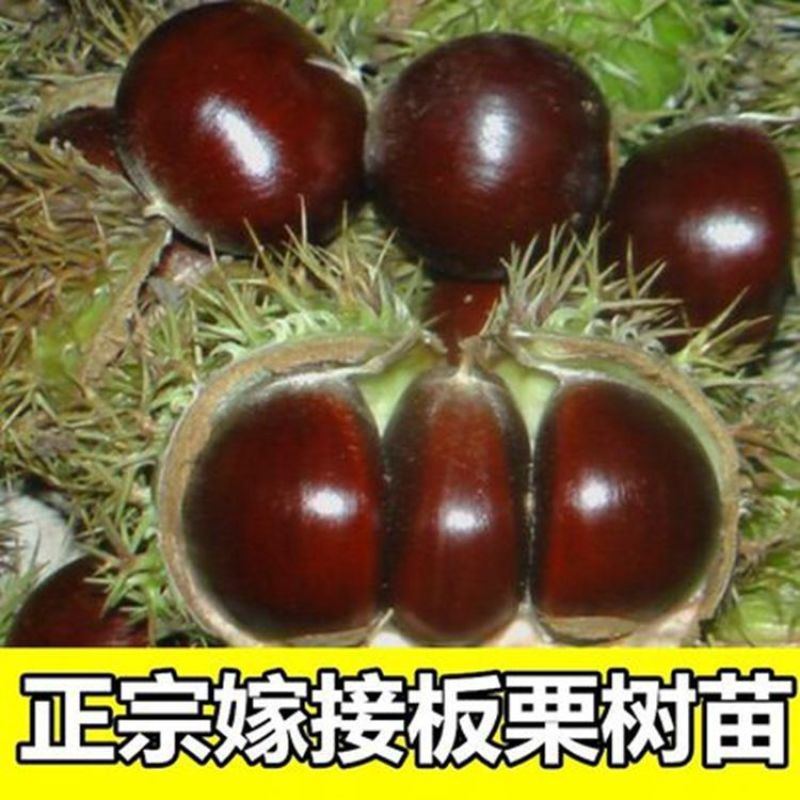 基地直发，南北方适合种植，现挖现发，保湿发货。