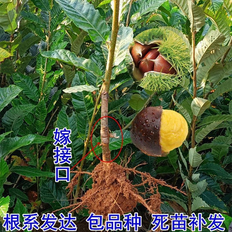 基地直发，南北方适合种植，现挖现发，保湿发货。