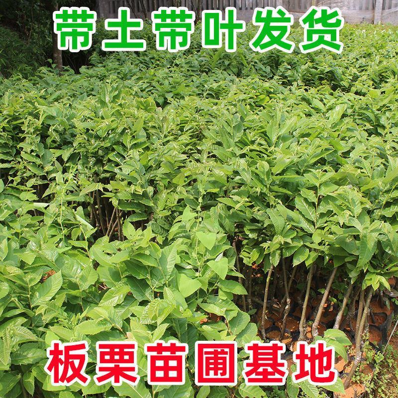基地直发，南北方适合种植，现挖现发，保湿发货。