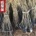 基地直发，南北方适合种植，现挖现发，保湿发货。
