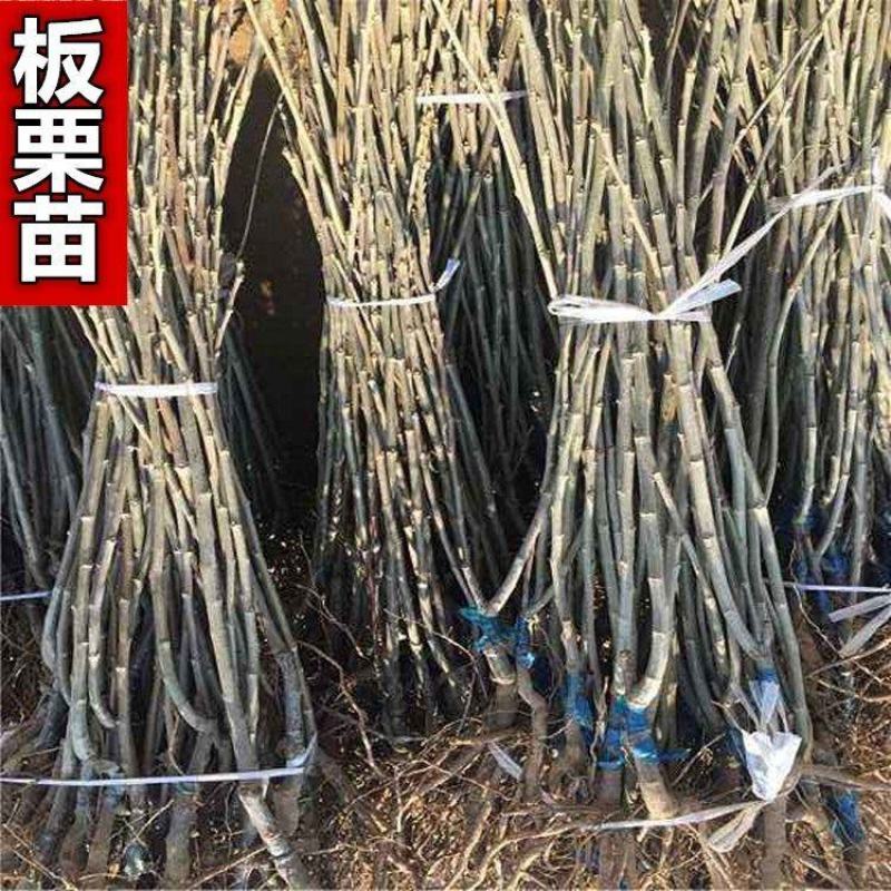 基地直发，南北方适合种植，现挖现发，保湿发货。