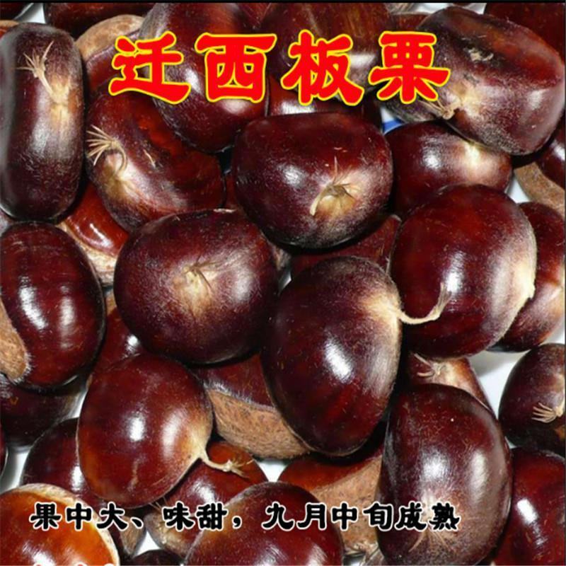 基地直发，南北方适合种植，现挖现发，保湿发货。