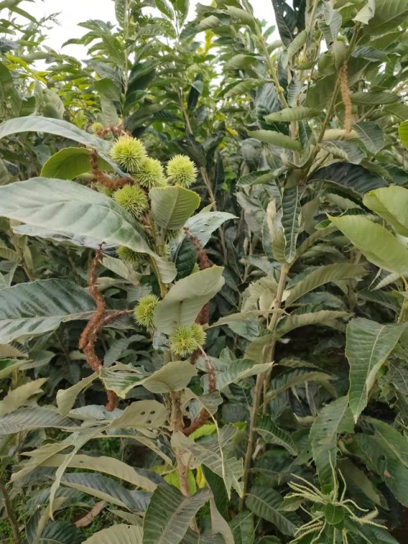 基地直发，南北方适合种植，现挖现发，保湿发货。
