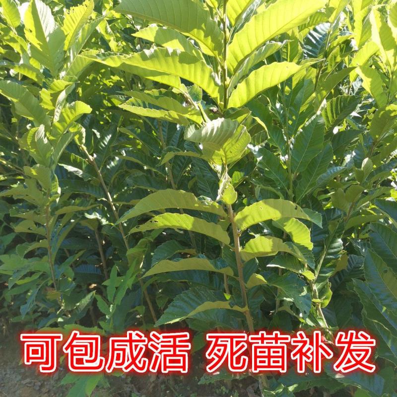基地直发，南北方适合种植，现挖现发，保湿发货。