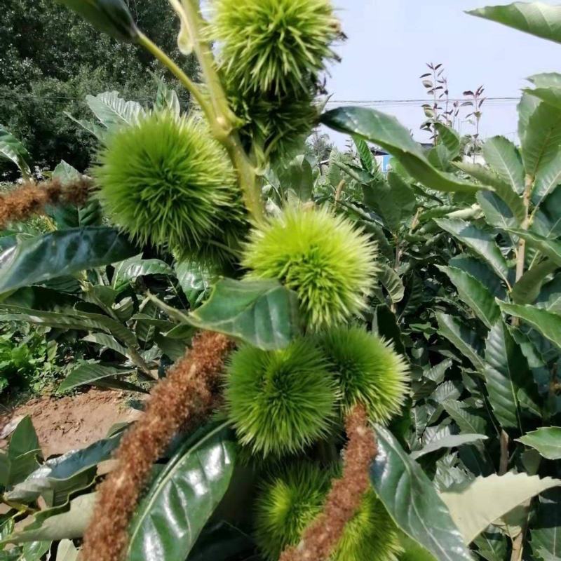 基地直发，南北方适合种植，现挖现发，保湿发货。
