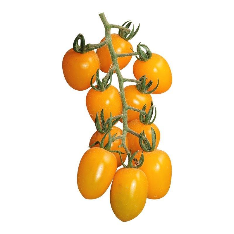 黄圣女果种子樱桃小番茄种子特色小西红柿种籽味美汁多包邮