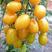 黄圣女果种子樱桃小番茄种子特色小西红柿种籽味美汁多包邮