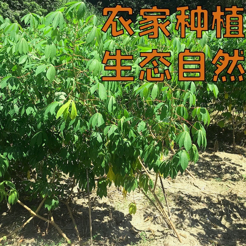 一件代发广西木薯红皮木薯新鲜白肉包邮