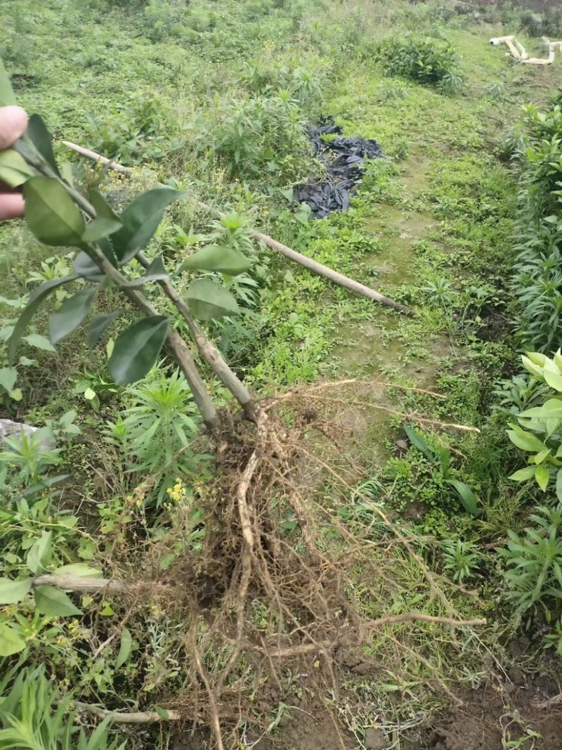 纽荷尔脐橙苗