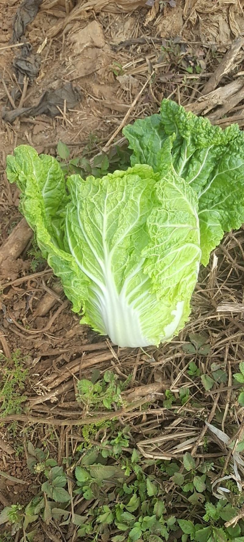 大白菜实心的，不开花的，大的