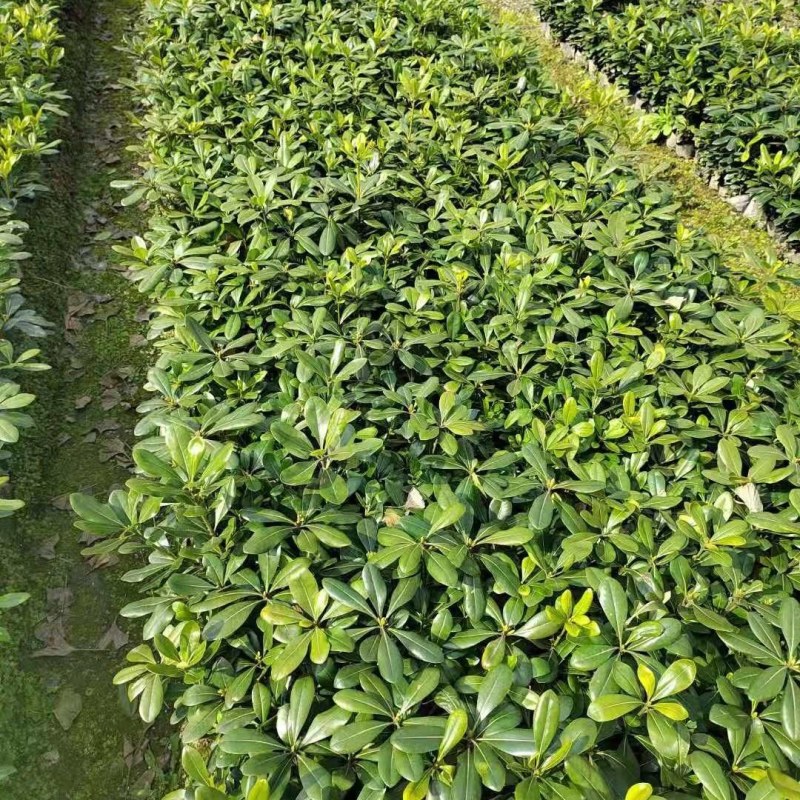 海桐小杯基地，16杯海桐出售，海桐球批发，海桐工程苗
