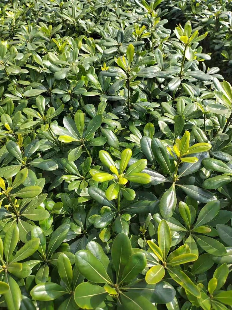 海桐小杯基地，16杯海桐出售，海桐球批发，海桐工程苗
