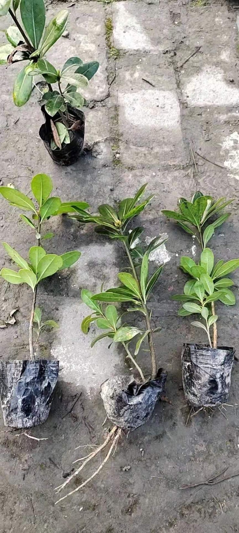 海桐小杯基地，16杯海桐出售，海桐球批发，海桐工程苗