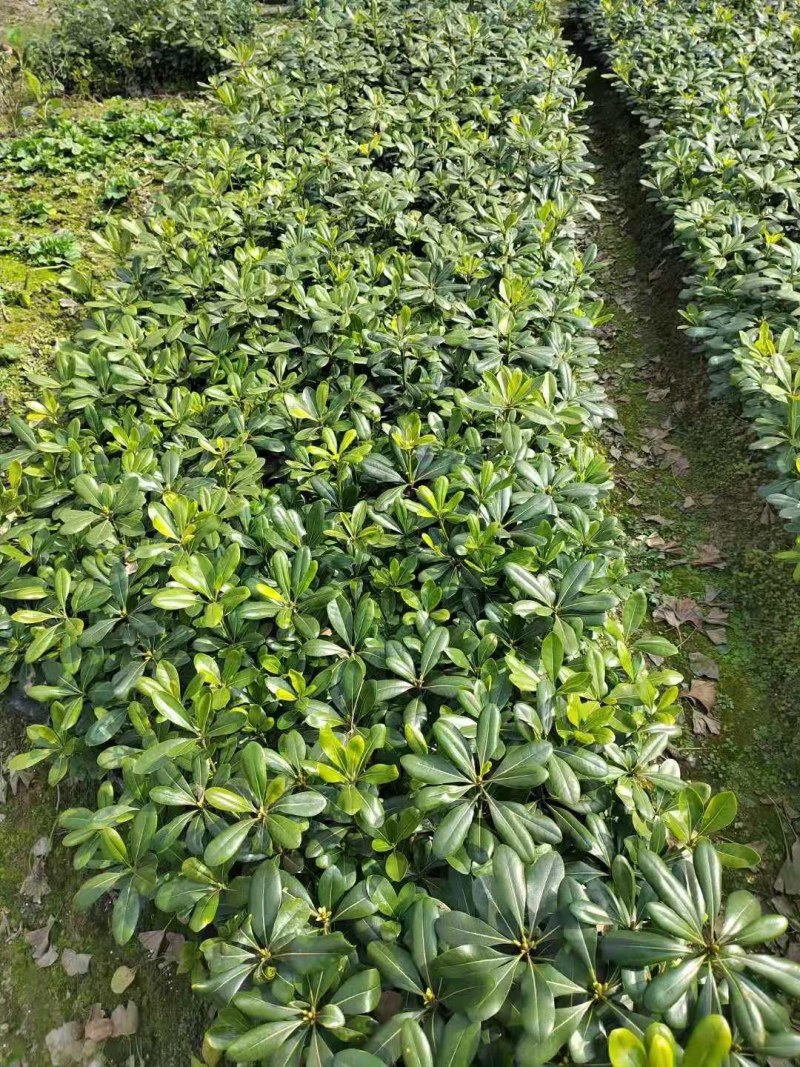 海桐小杯基地，16杯海桐出售，海桐球批发，海桐工程苗
