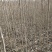优质杜仲苗，米经1到1.5cm的大量清地处理