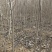 优质杜仲苗，米经1到1.5cm的大量清地处理