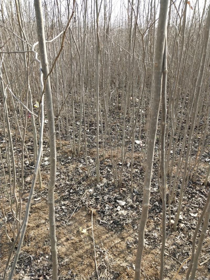 优质杜仲苗，米经1到1.5cm的大量清地处理
