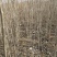 优质杜仲苗，米经1到1.5cm的大量清地处理